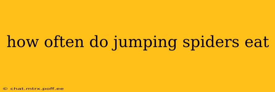 how often do jumping spiders eat