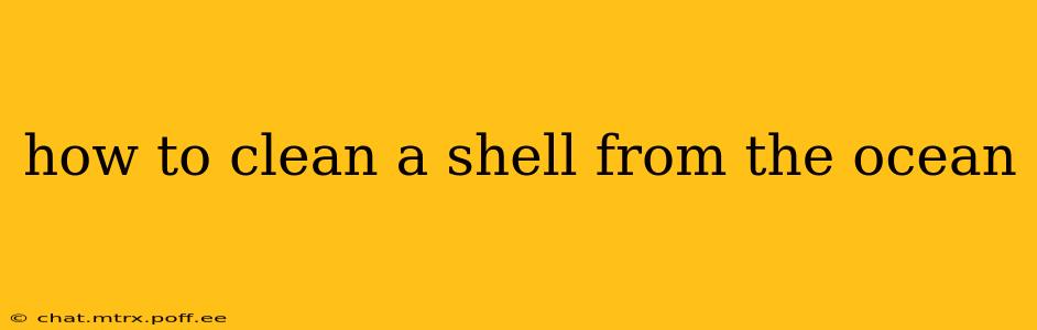 how to clean a shell from the ocean