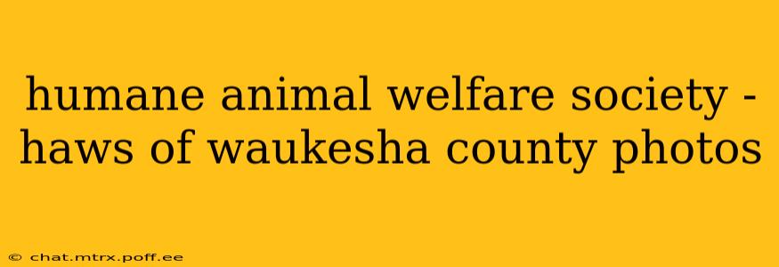 humane animal welfare society - haws of waukesha county photos