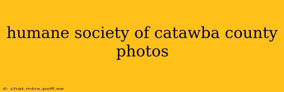 humane society of catawba county photos