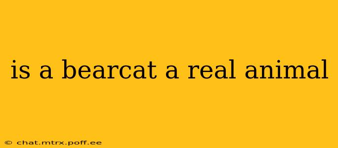 is a bearcat a real animal