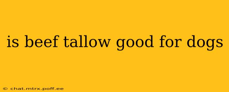 is beef tallow good for dogs
