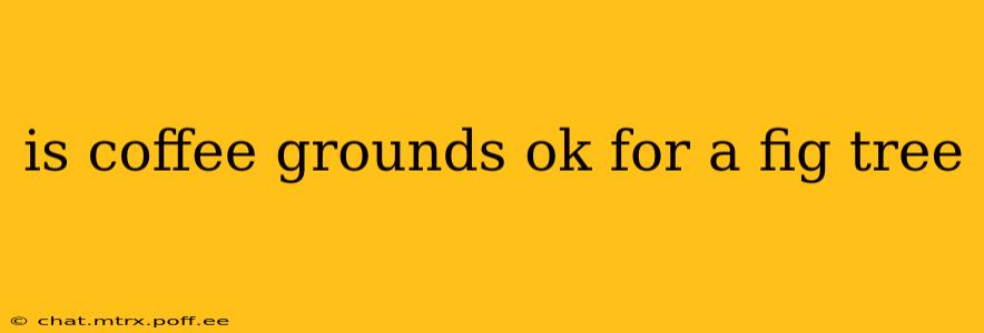is coffee grounds ok for a fig tree