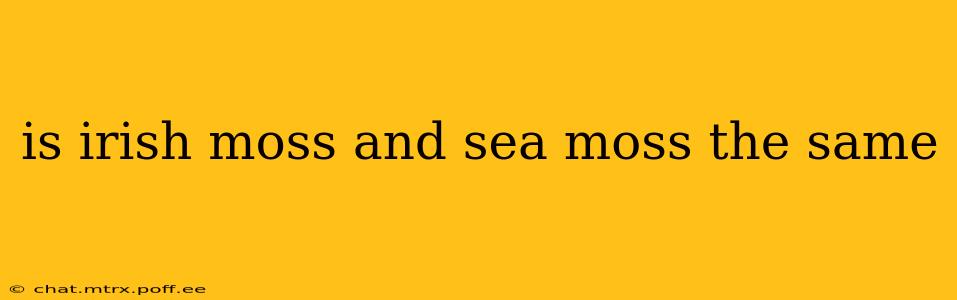 is irish moss and sea moss the same