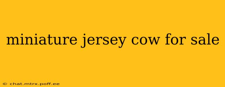 miniature jersey cow for sale