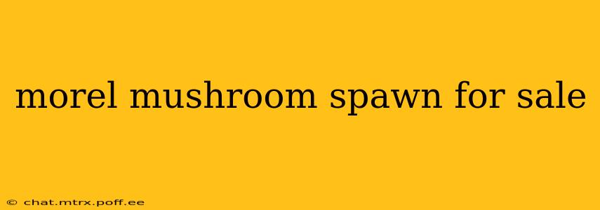 morel mushroom spawn for sale