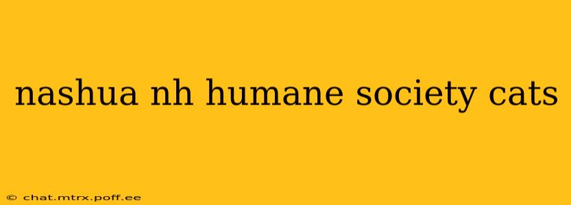 nashua nh humane society cats