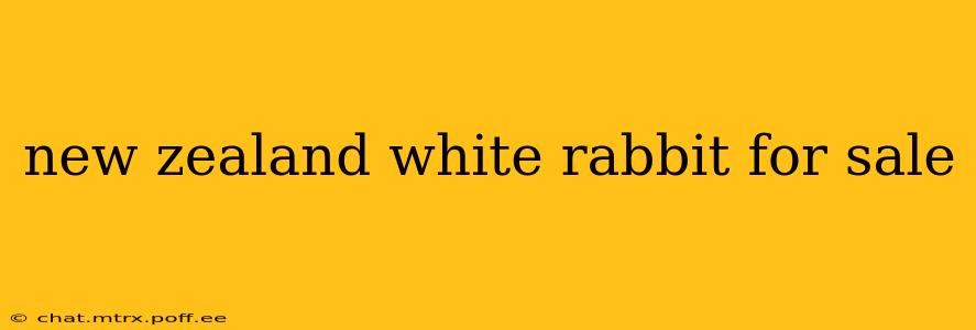 new zealand white rabbit for sale