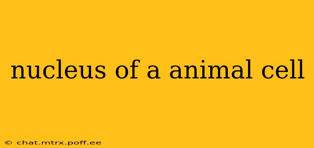 nucleus of a animal cell