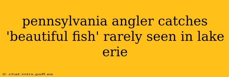pennsylvania angler catches 'beautiful fish' rarely seen in lake erie