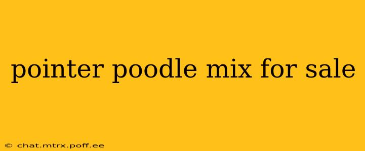 pointer poodle mix for sale