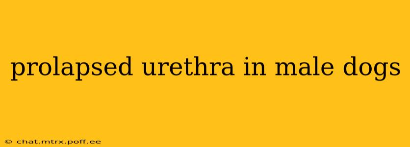 prolapsed urethra in male dogs