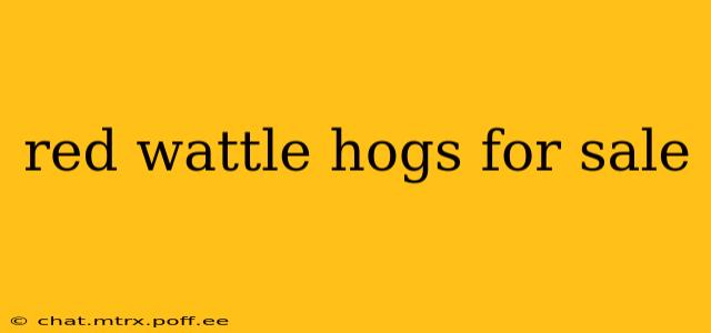 red wattle hogs for sale