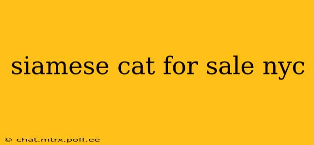 siamese cat for sale nyc
