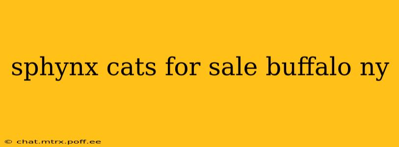 sphynx cats for sale buffalo ny