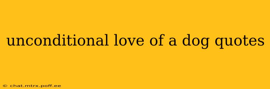 unconditional love of a dog quotes