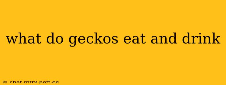 what do geckos eat and drink