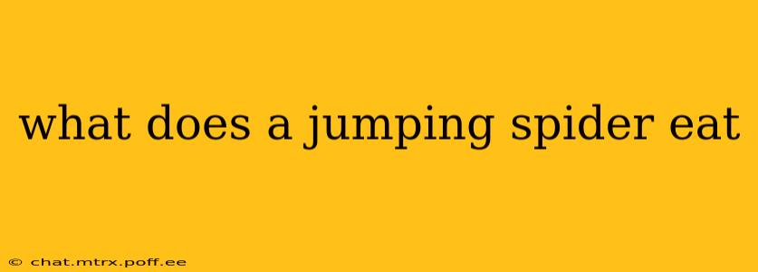 what does a jumping spider eat