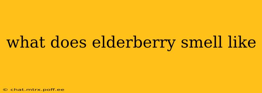 what does elderberry smell like