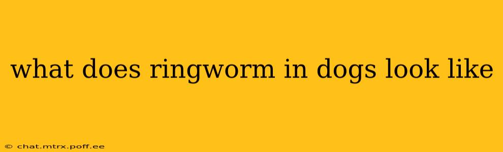 what does ringworm in dogs look like
