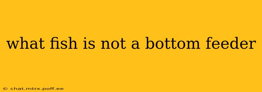 what fish is not a bottom feeder