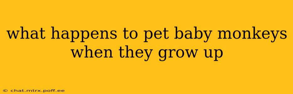 what happens to pet baby monkeys when they grow up