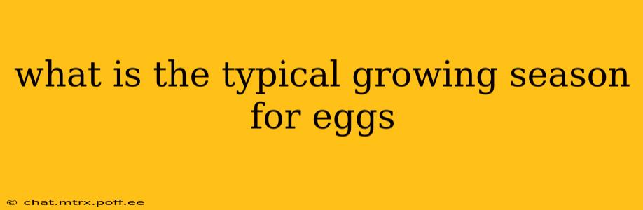 what is the typical growing season for eggs