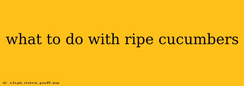 what to do with ripe cucumbers