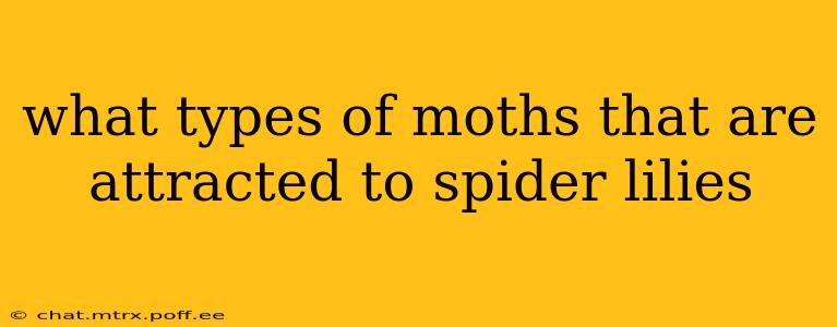 what types of moths that are attracted to spider lilies