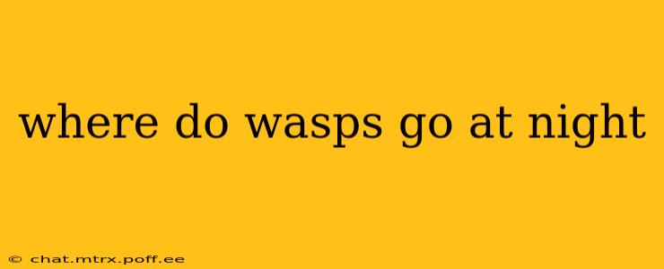 where do wasps go at night