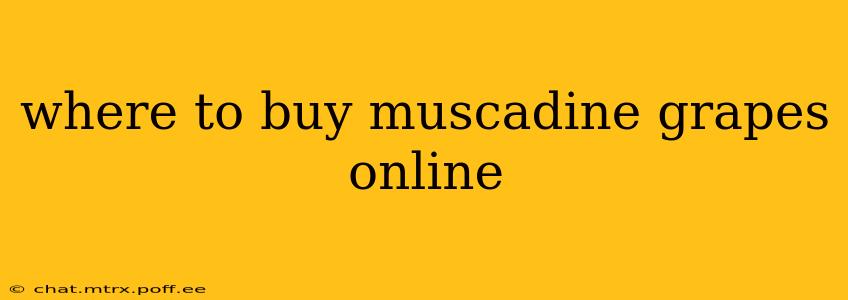 where to buy muscadine grapes online
