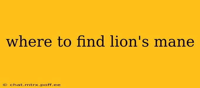 where to find lion's mane