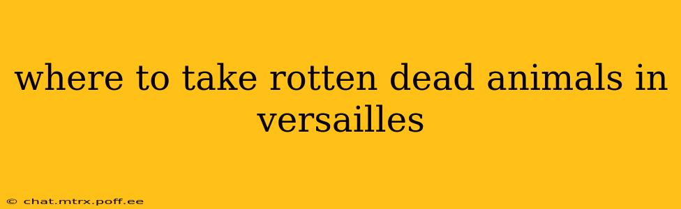 where to take rotten dead animals in versailles