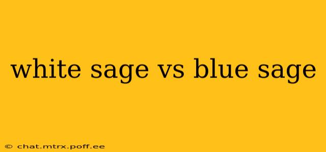 white sage vs blue sage