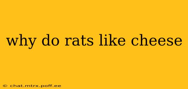 why do rats like cheese