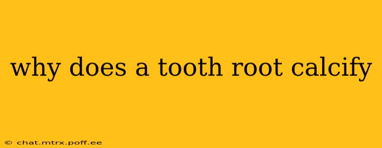 why does a tooth root calcify