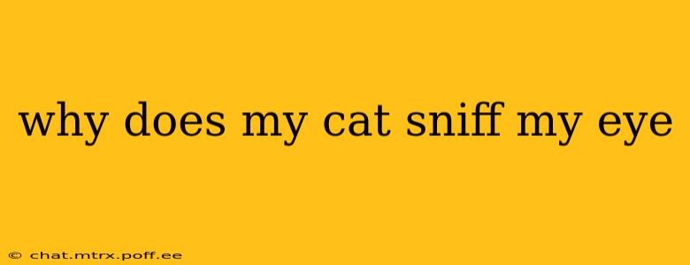 why does my cat sniff my eye