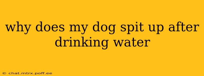 why does my dog spit up after drinking water