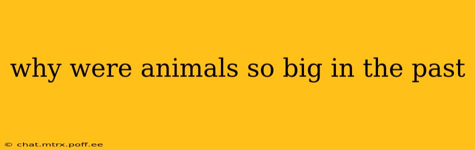 why were animals so big in the past
