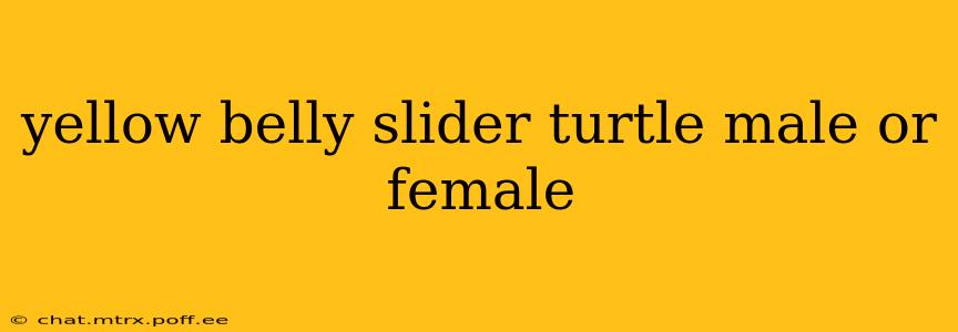 yellow belly slider turtle male or female