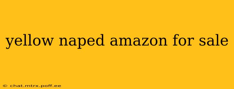 yellow naped amazon for sale